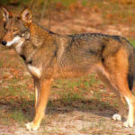 What do Red Wolves eat ?