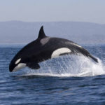 What do killer whales eat ?