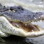What do alligators eat ?