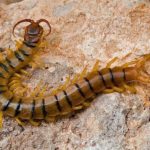 What do centipedes eat ?