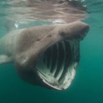 What do basking sharks eat ?