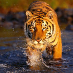 What do Bengal tigers eat ?