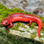 Where do Salamanders live ?