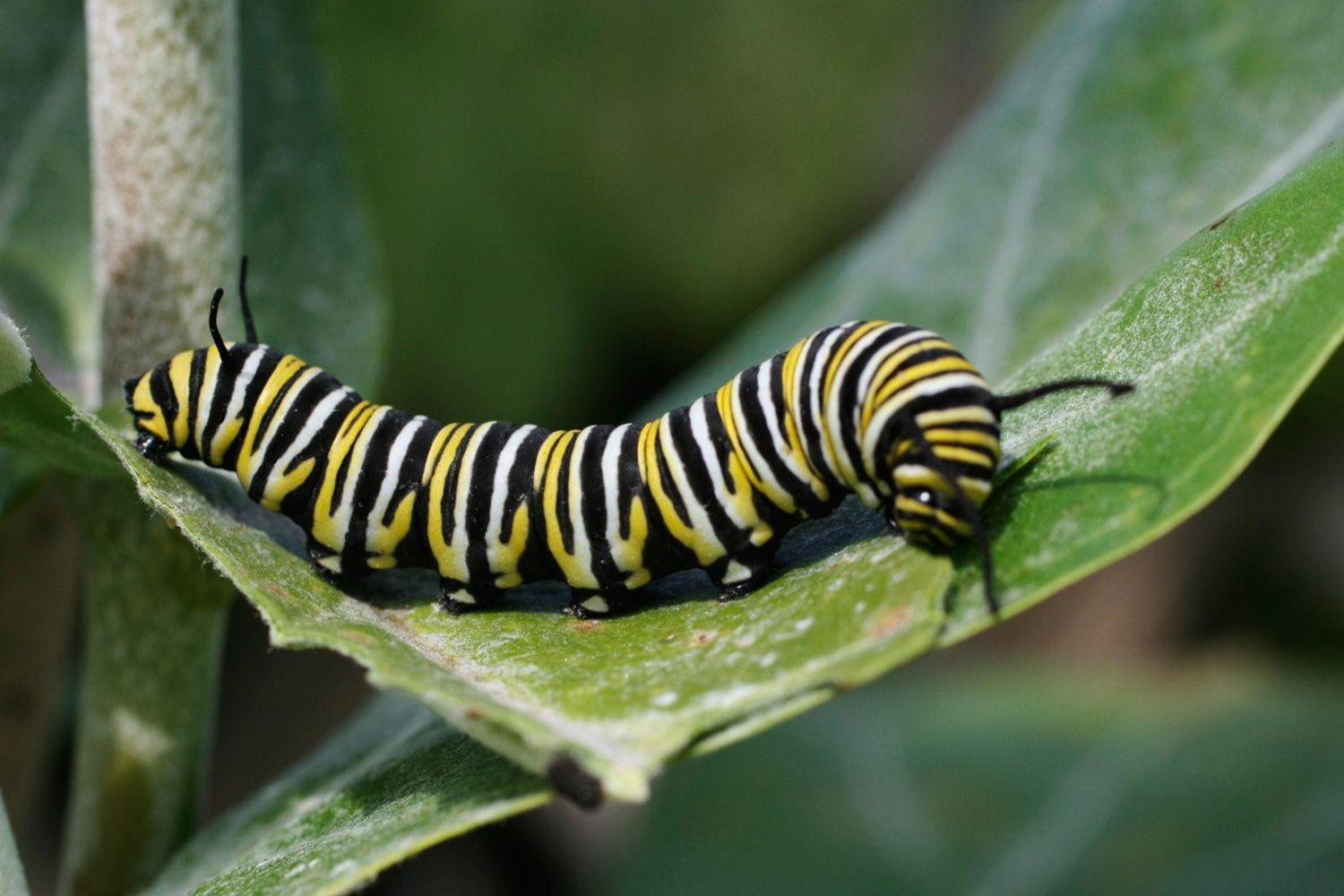 What do caterpillars eat ?