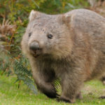 Where do Wombats live ?
