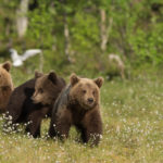 What do brown bears eat ?