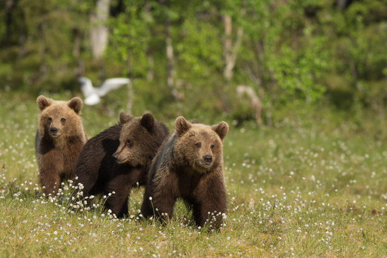 What do brown bears eat