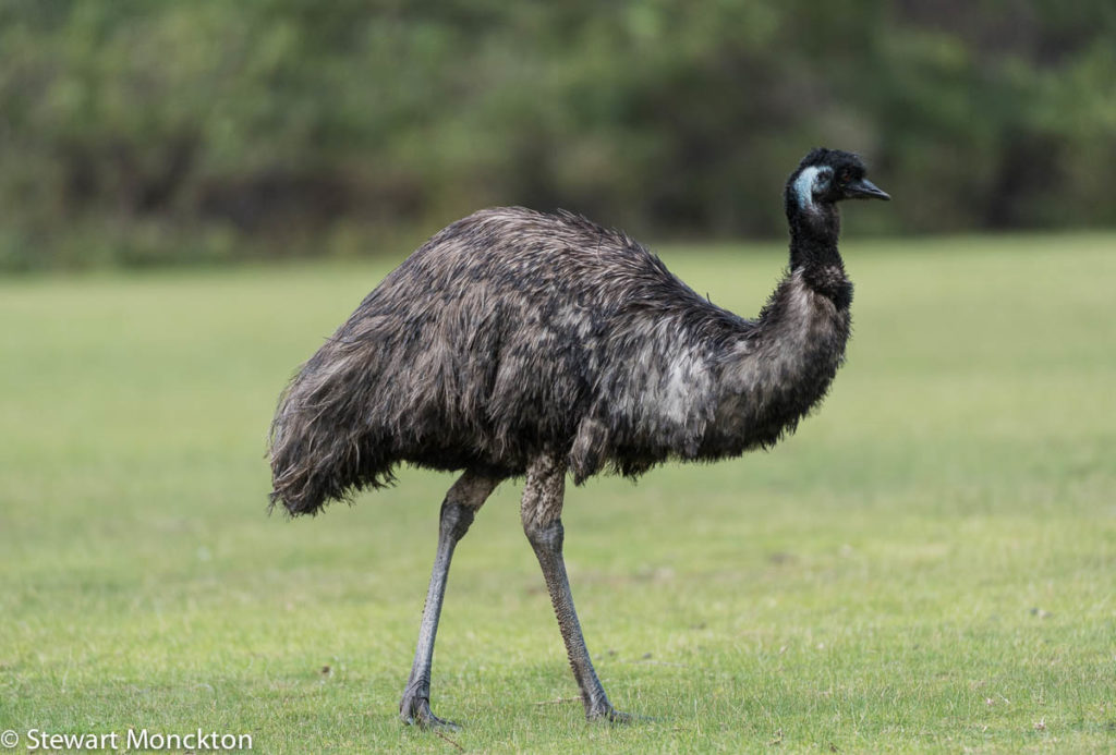 What do emus eat