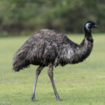 What do emus eat ?