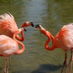 Where do flamingos live ?
