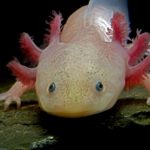 What do axolotls eat ?