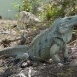 Where do iguanas live ?