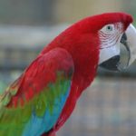 What do Macaw eat ?