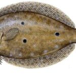 What do flounder eat ?