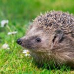 Where do hedgehogs live ?