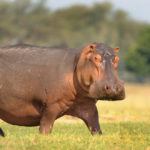 Where do hippos live ?