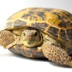 Where do tortoises live ?