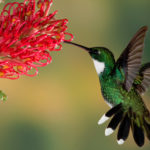 What do hummingbirds eat ?