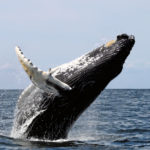 Where do humpback whales live ?