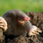 Where do moles live ?