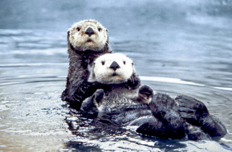 where-do-sea-otters-live