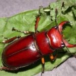 What do beetles eat ?
