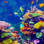 Where do coral live ?