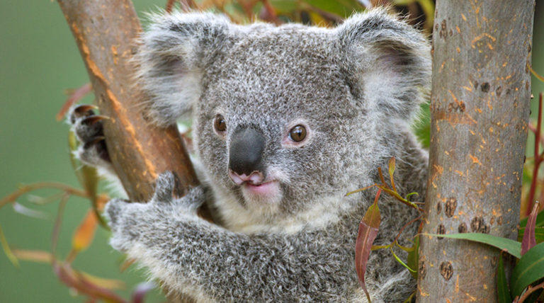 What do koalas eat