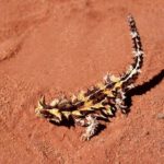 What do Thorny Devils eat ?