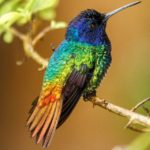 Where do hummingbirds live ?