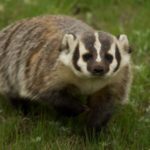 What do badgers eat ?