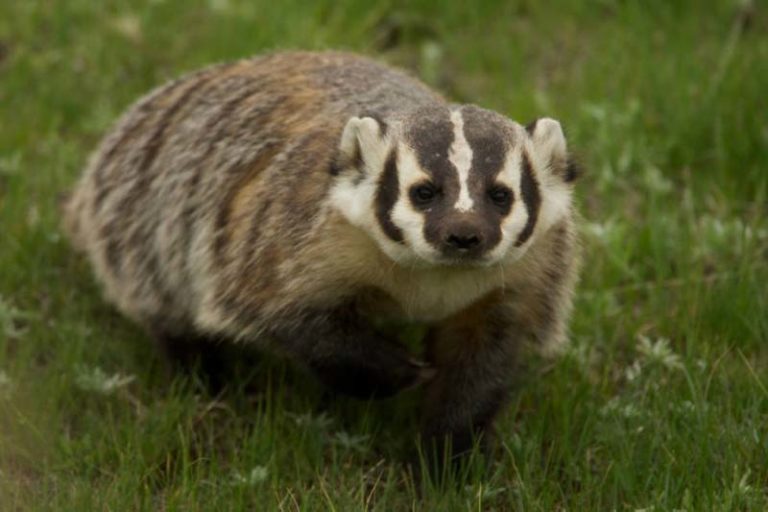 what-do-badgers-eat