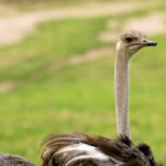 Where do ostriches  live ?