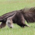 What do anteaters eat ?
