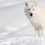 What do arctic wolves eat ?