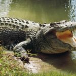 What do crocodiles eat ?