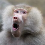 What do baboons eat ?