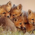 Where do foxes live ?