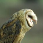 What do barn owls eat ?