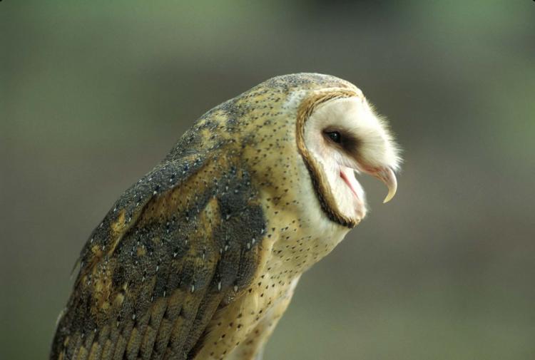 What do barn owls eat ?