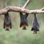 What do bats eat ?