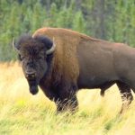 What do bison eat ?