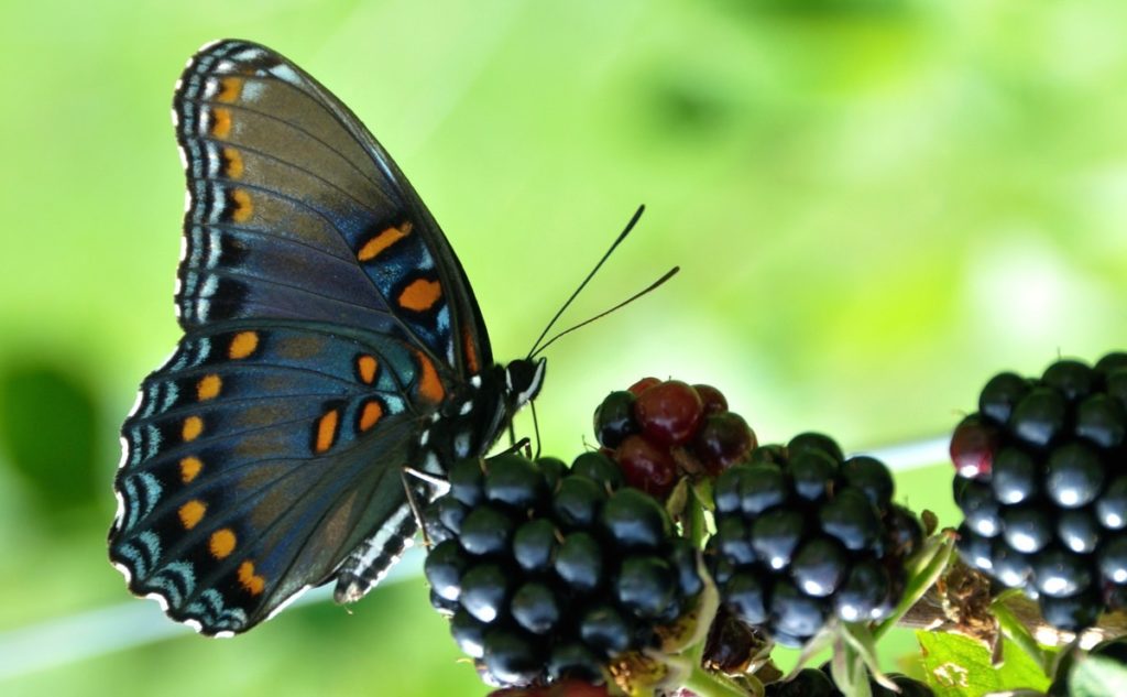 What Temperature Can Butterflies Live In