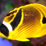 What do butterfly fish eat ?
