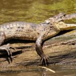 What do caimans eat ?