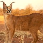 What do caracals eat ?