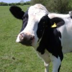 What do dairy cattle eat ?