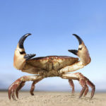 What do crabs eat ?
