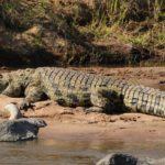 Where do crocodiles live ?