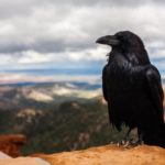 Where do crows live ?